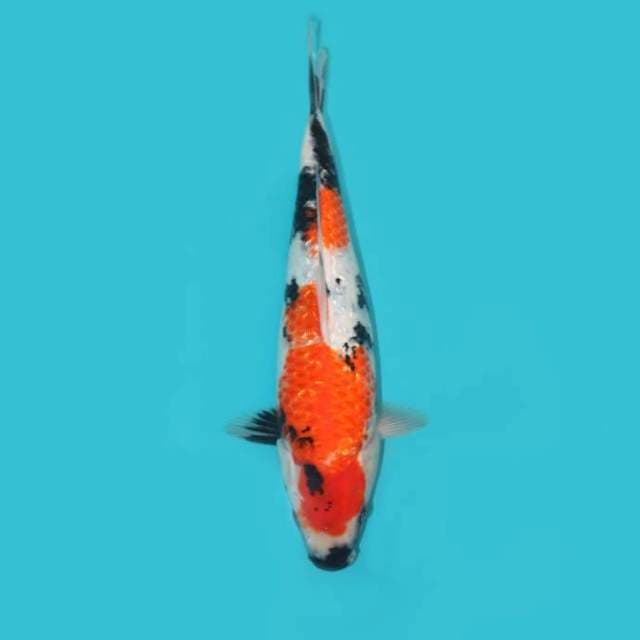 SHOWA GINRIN 34 CM