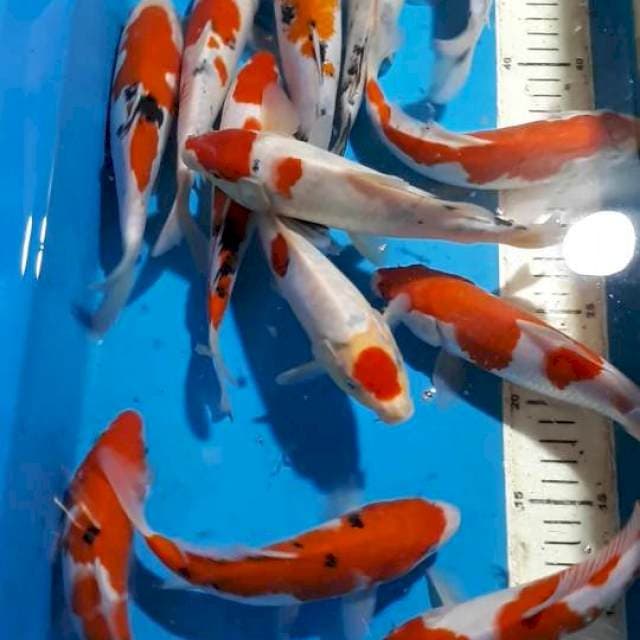 KOHAKU SANKE TANCHO 20 CM UP