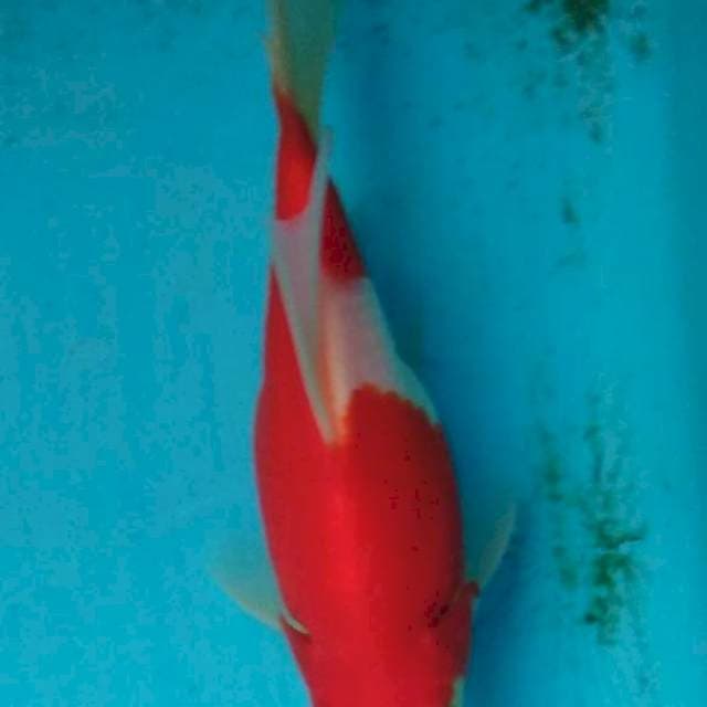 TANASABA F1