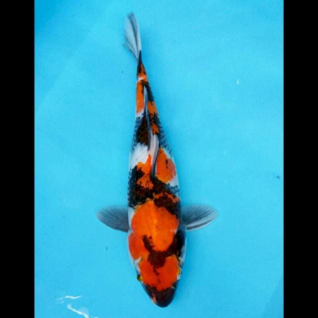 HAJIME. SHOWA Sanshoku ® 40CM