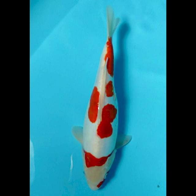 AKANE. DOITSU KOHAKU ® 34CM