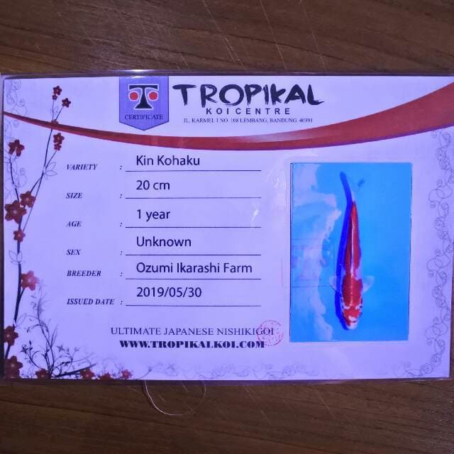 Kin kohaku ( Ozumi ikarashi ) 20 cm. Import dan sertifikat