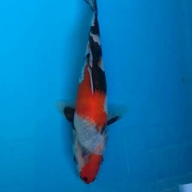 Showa 19cm