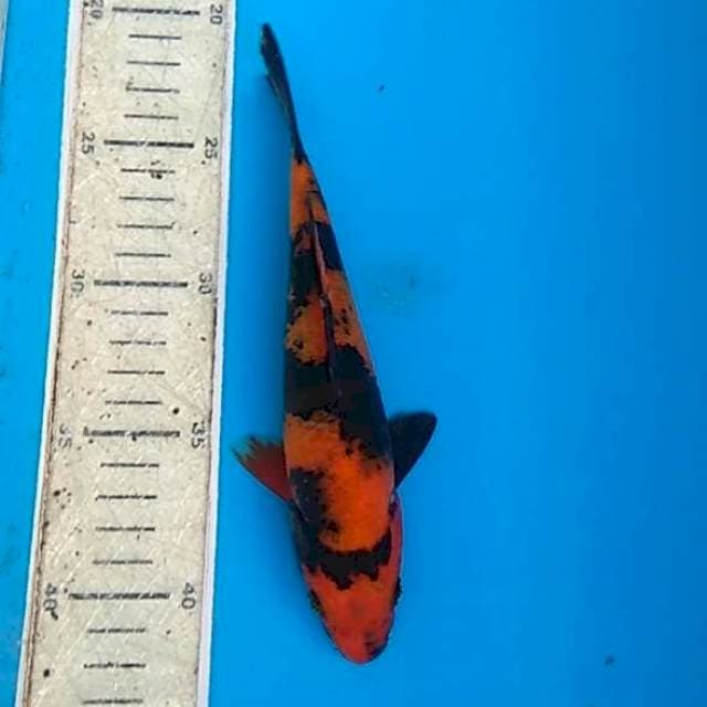 Utsuri 20cm