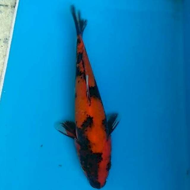 Utsuri 20cm