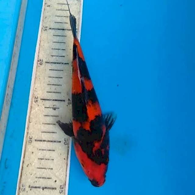 Utsuri 21cm