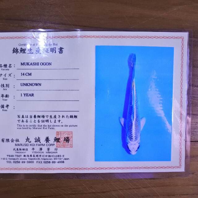 Mukashi ogon (Marusei) 14 cm. import dan sertifikat