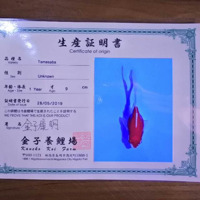 Tamasaba (Kaneko) 9 cm. Import dan sertifikat