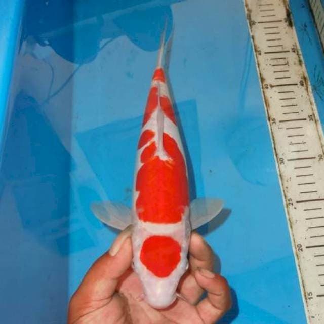 MARUTEN KOHAKU