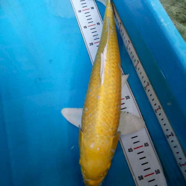 Yamabuki 47cm