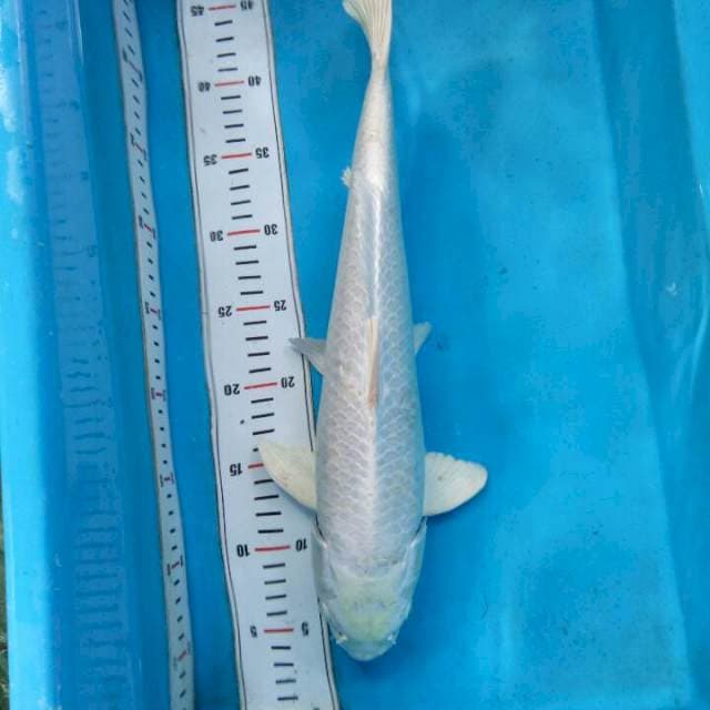 Platinum 42cm