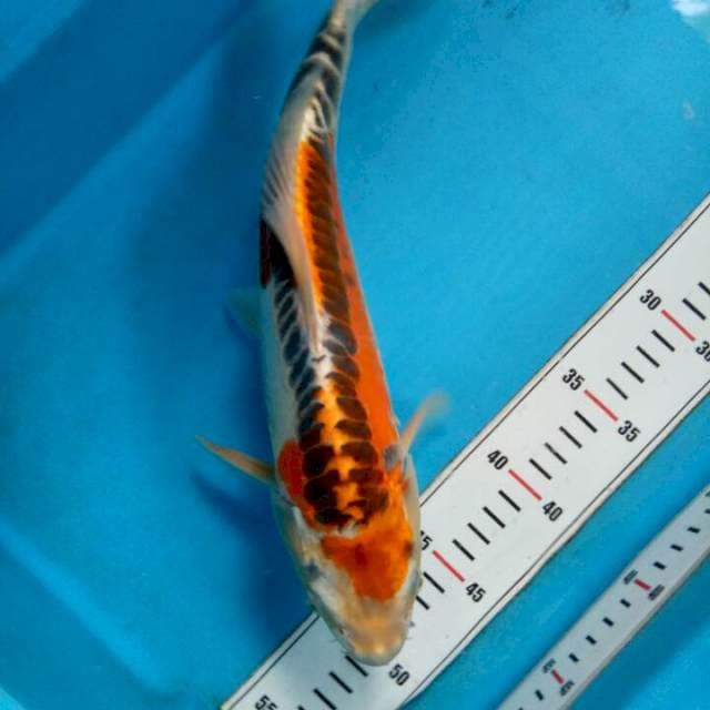 Kiko 33cm