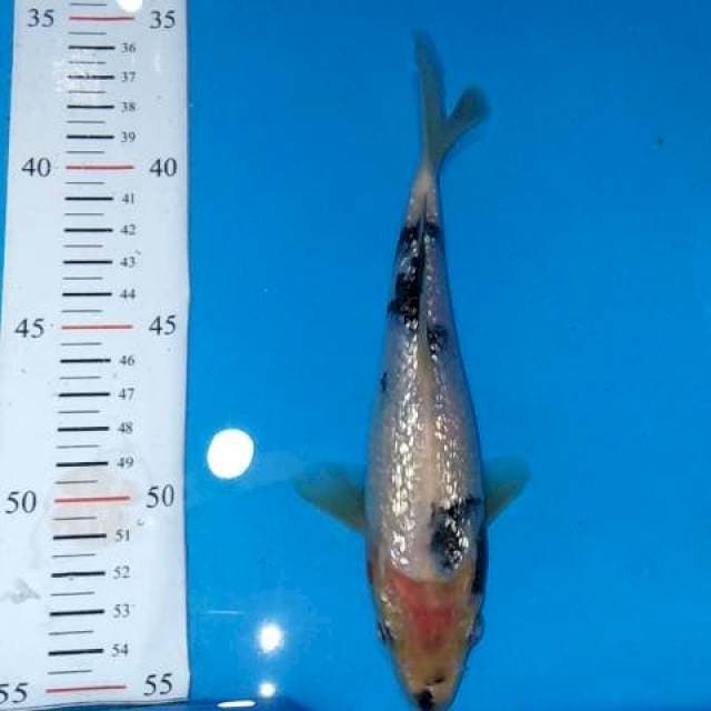Shiro ginrin tategoi 18cm