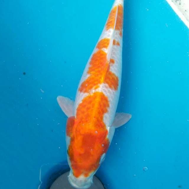 Hariwake josss 30cm
