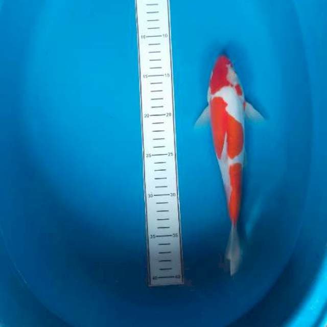 Kohaku merah strong
