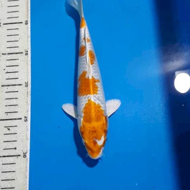 HARIWAKE 25 CM