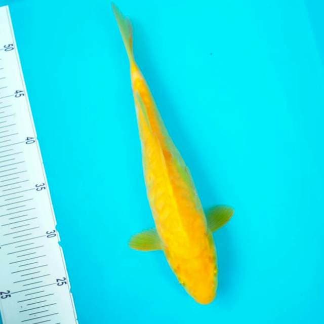 Karashi Aragoke || 30cm