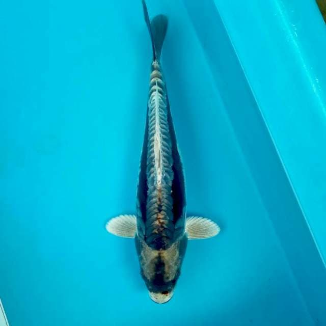 Kabuto || 30cm