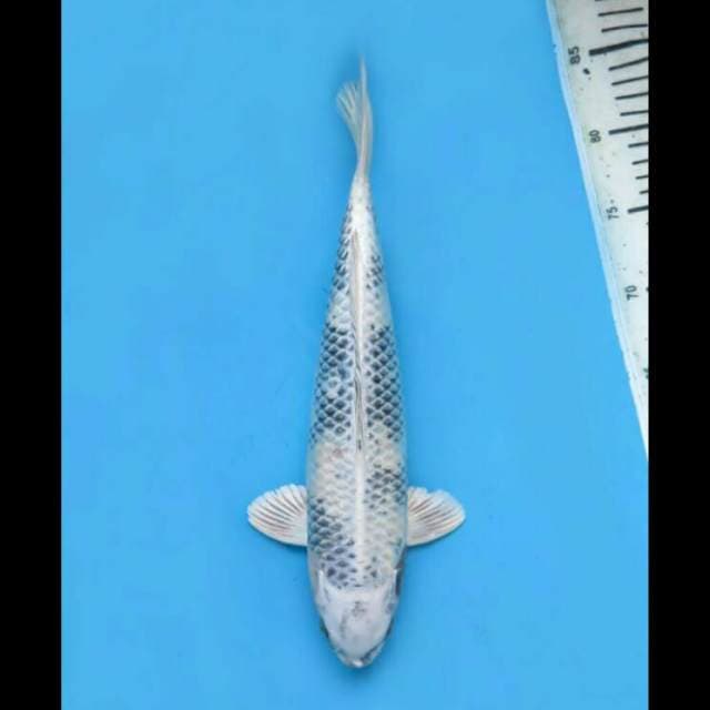 35cm Male - Gi Shiro Prospek