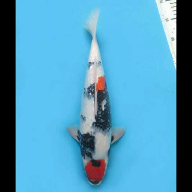 40cm Female - Prospek Tancho Showa Ginrin
