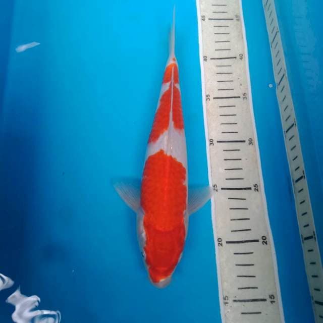 Kohaku 27 cm