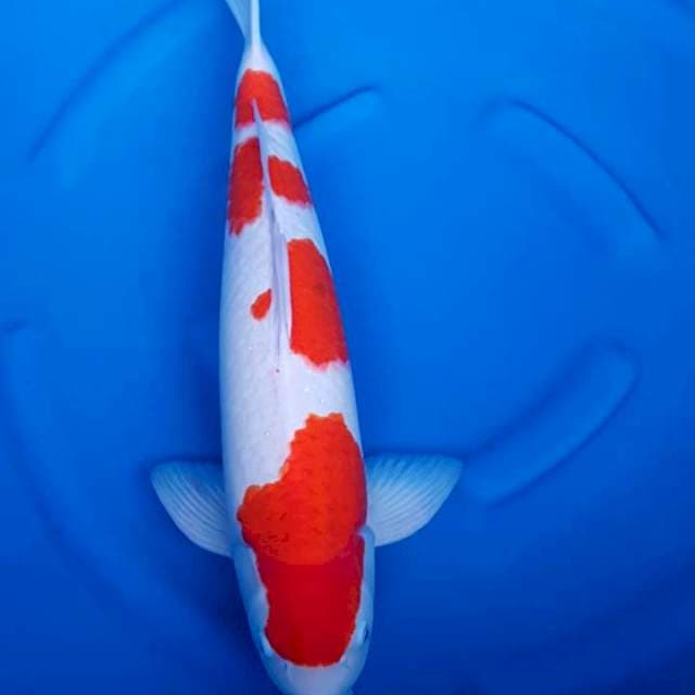 Kohaku jumbo original