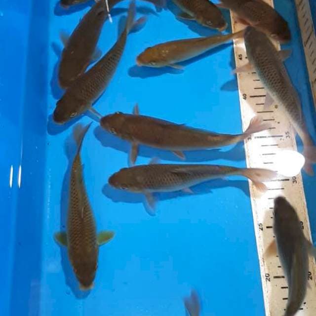 CHAGOI 15 SAMPAI 19 CM