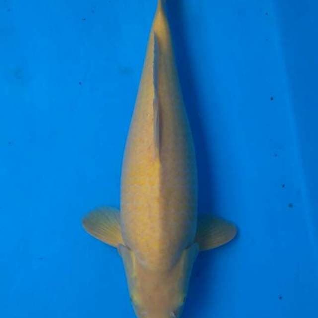 Karasi Marusei