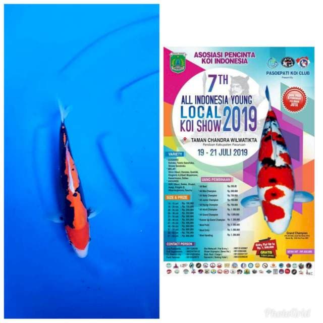 Ready show, beni kumonriyu