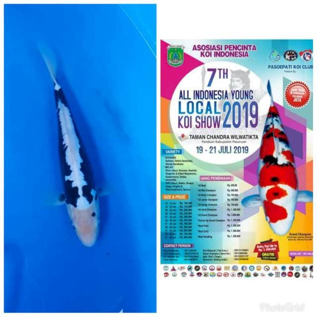Ready show, kumonriyu