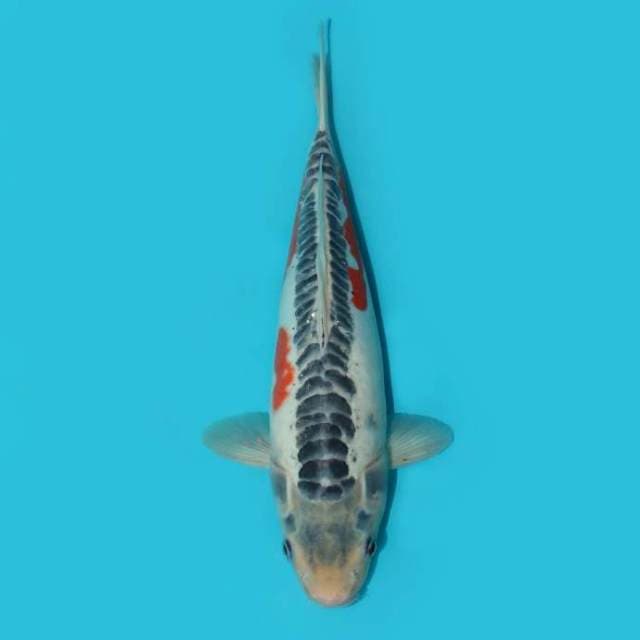 SHUSUI 34 CM