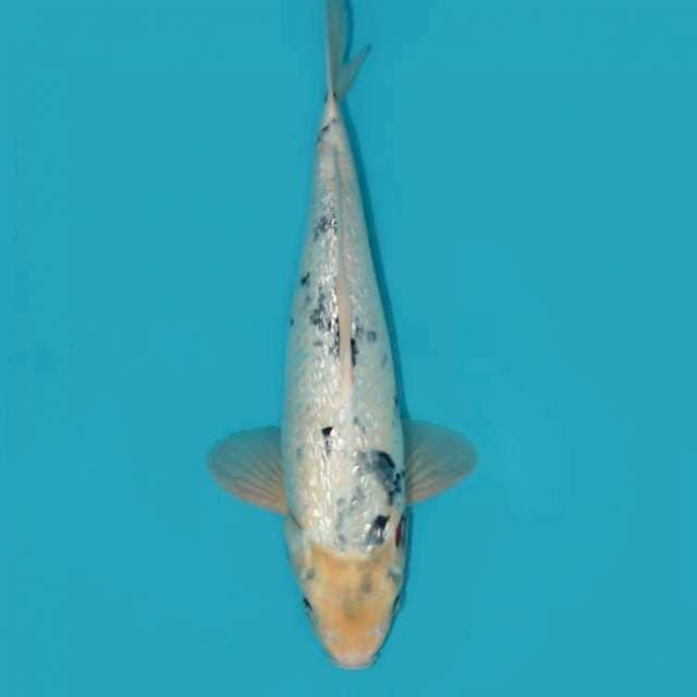 SHIRO GINRIN 39 CM