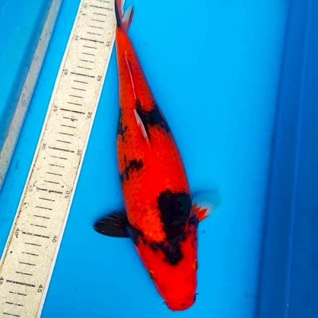 Hiu 40cm