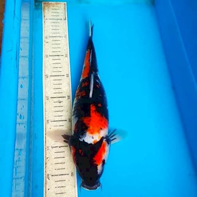 Showa 38cm