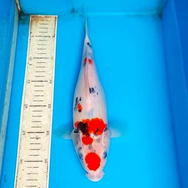 Showa tategoi 33cm