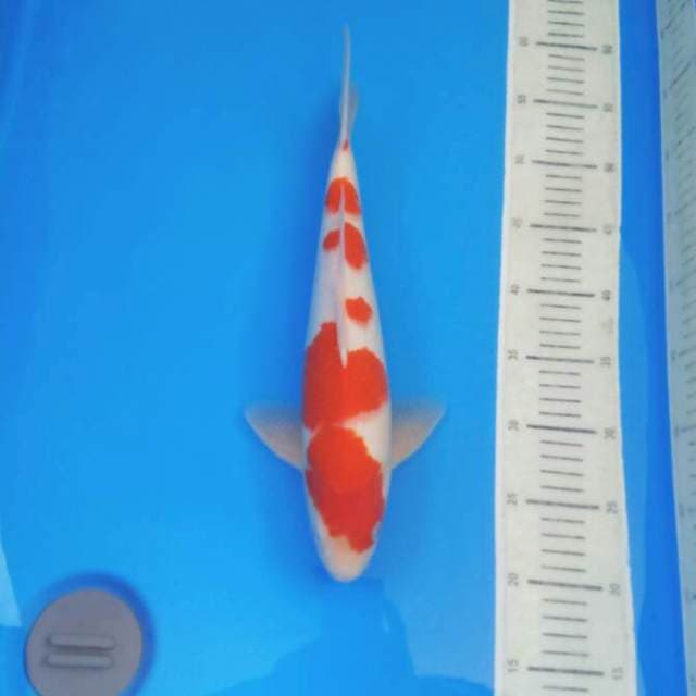 Kohaku Male 36 cm