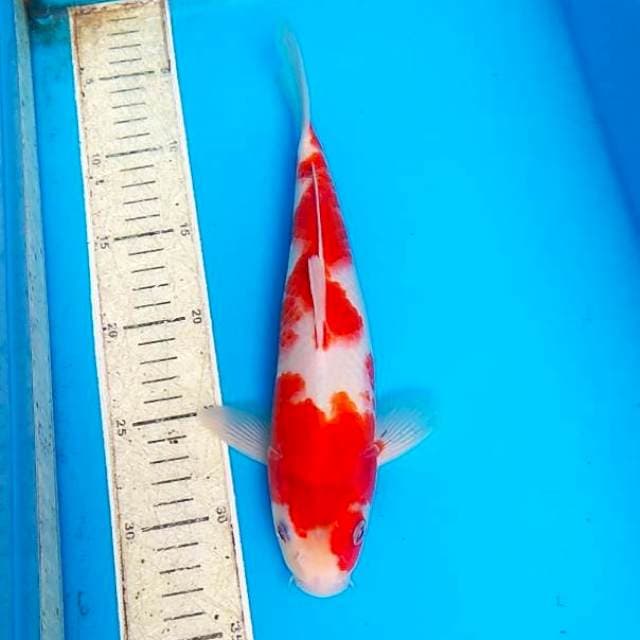 Goromo 28cm