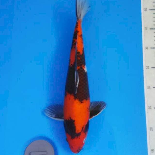 Showa male 37 cm