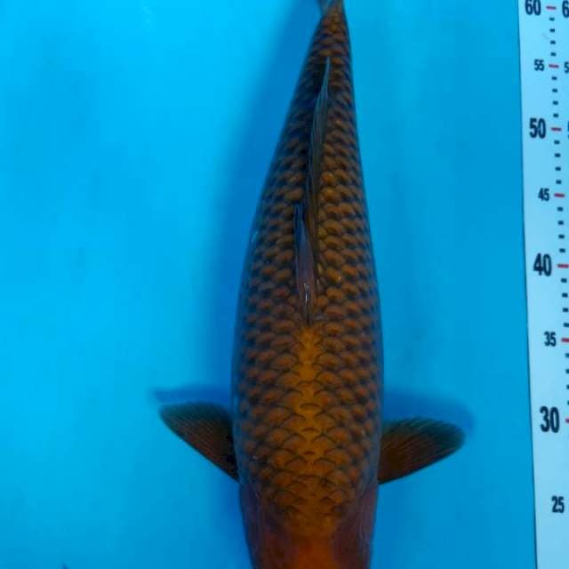 Chagoi Tembaga Bulky