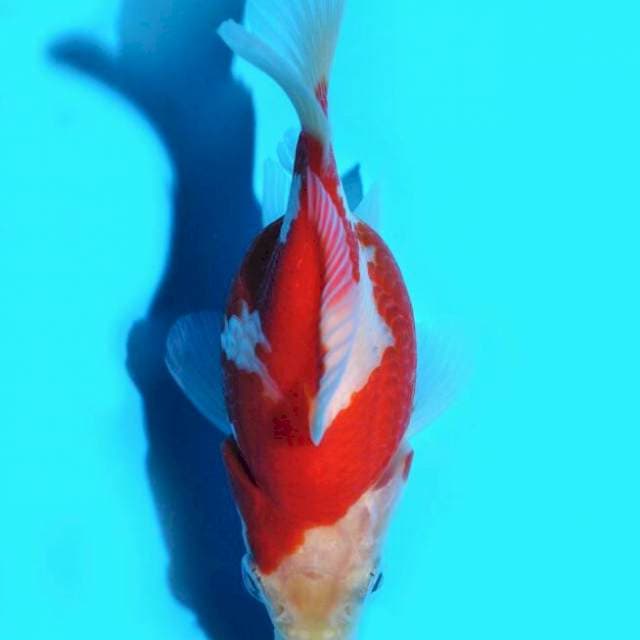 Tamasaba (Marushin) 9cm. Import & Sertifikat