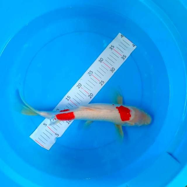 Kohaku 40cm