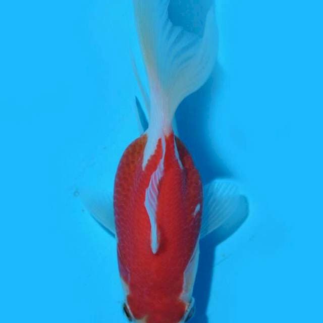 Tamasaba (Marushin) 10cm. Import & Sertifikat