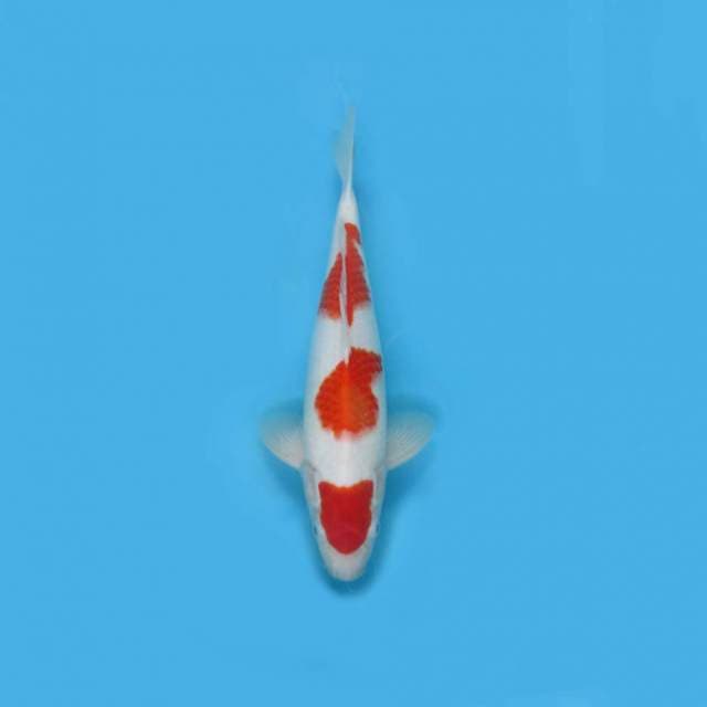 KOHAKU F1 MALE HQ