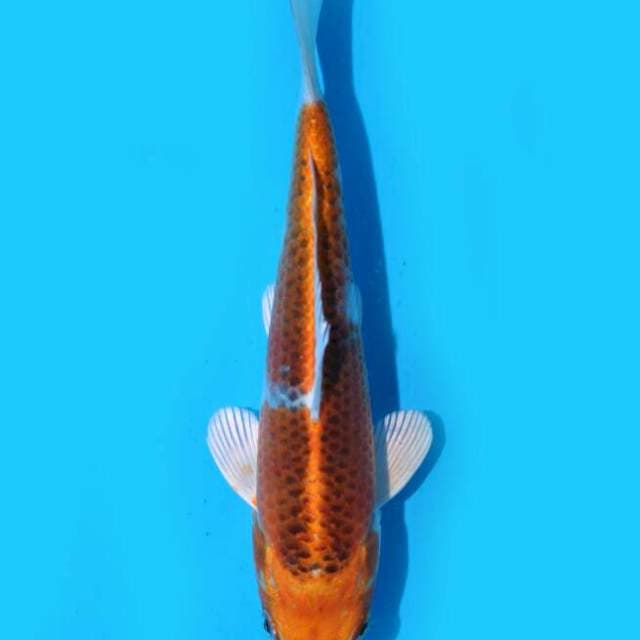 Kujaku (Kaneko) 16cm. Import & Sertifikat