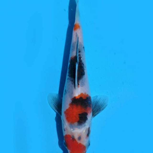 Showa Sanshoku (Kaneko) 15cm. Import & Sertifikat