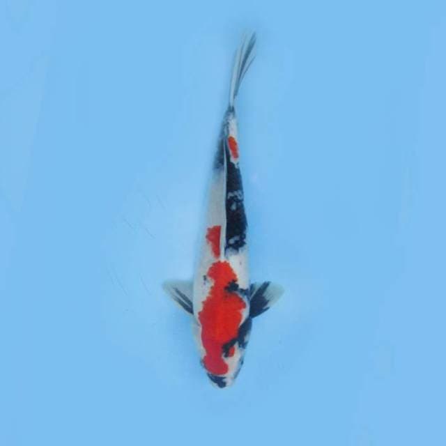 KINDAI SHOWA MERAH