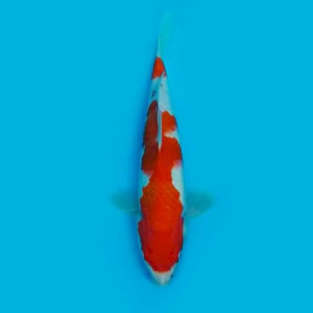 Kohaku