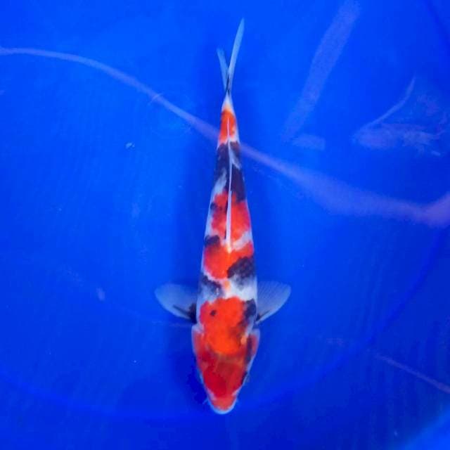 A. SHOWA #25CM