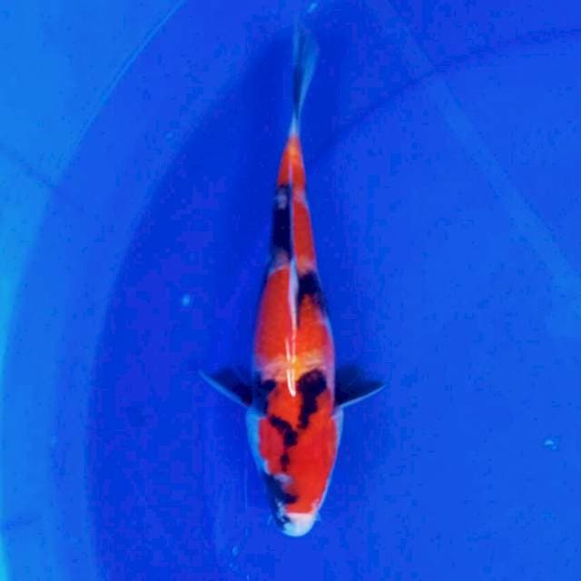 B. SHOWA #25CM