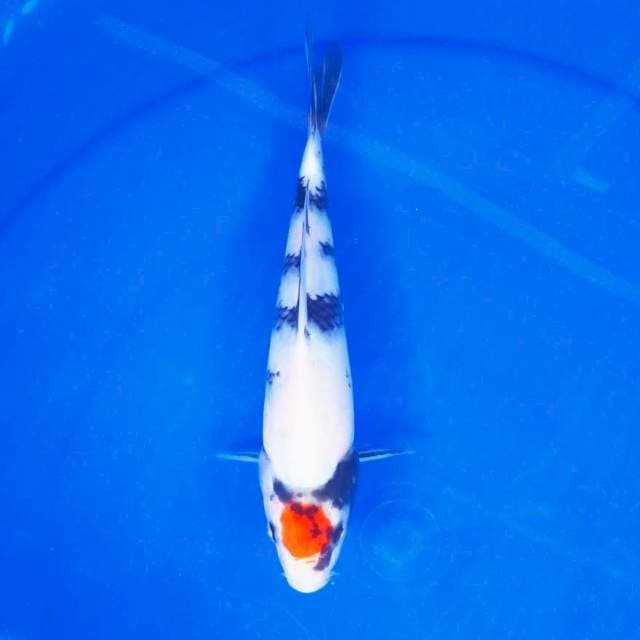 C. TC SHOWA #25CM